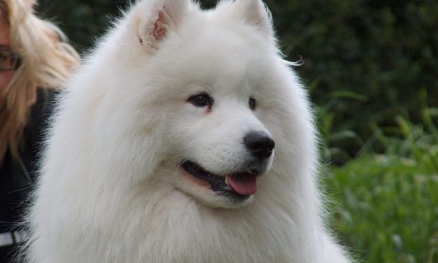 Razas de perros: Samoyedo